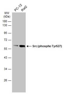 Western Blot: Src [p Tyr527] Antibody [NBP3-13245]